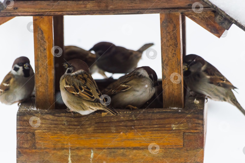 Скачать Воробьи (лат. Passer domesticus) в кормушке для птиц снежным зимним днем. Фотопроект "Птицы". Птицы Восточной Сибири. фотосток Ozero