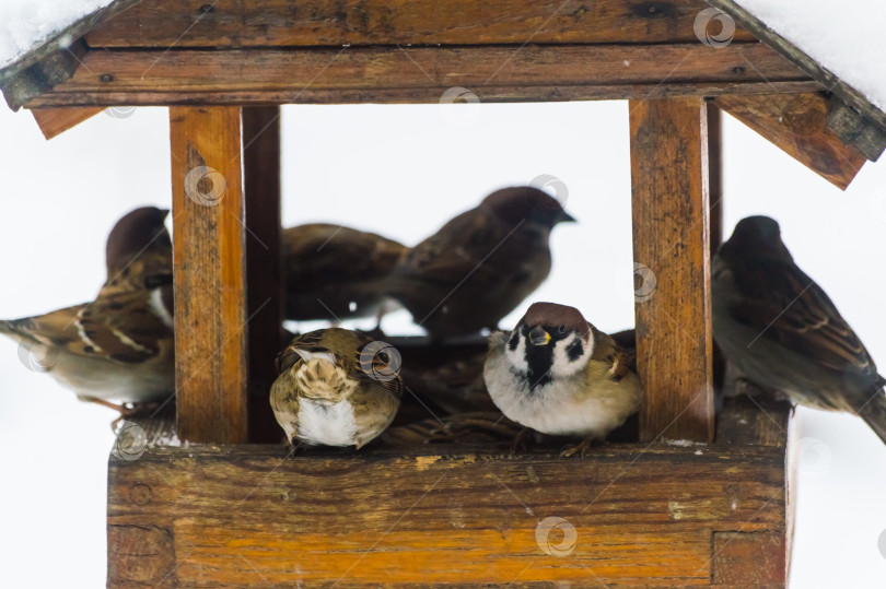 Скачать Воробьи (лат. Passer domesticus) в кормушке для птиц снежным зимним днем. Фотопроект "Птицы". Птицы Восточной Сибири. фотосток Ozero