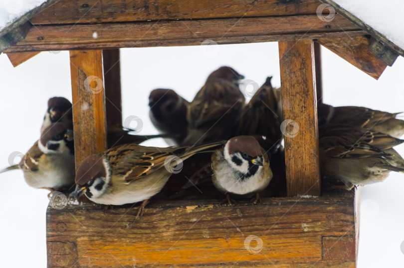 Скачать Воробьи (лат. Passer domesticus) в кормушке для птиц снежным зимним днем. Фотопроект "Птицы". Птицы Восточной Сибири. фотосток Ozero