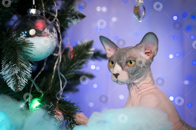Скачать Портрет кошки-сфинкса, сидящей возле рождественской елки на фоне рождественских огней, праздничных украшений фотосток Ozero