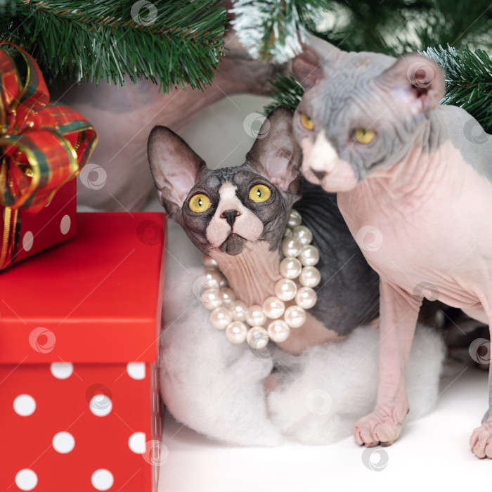 Скачать Два кота-сфинкса сидят возле рождественской елки, под которой лежат праздничные подарочные коробки в красный горошек фотосток Ozero