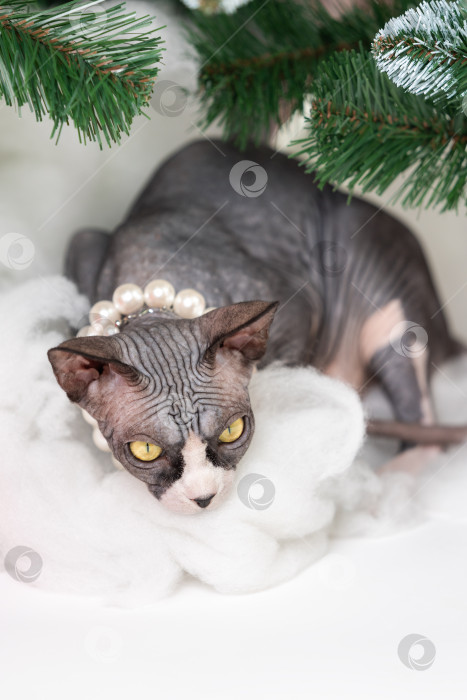 Скачать Кот сфинкс лежит, тщательно прячется под рождественской елкой фотосток Ozero