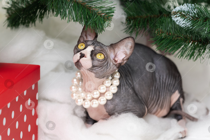 Скачать Два кота-сфинкса сидят под рождественской елкой, а под ней лежат праздничные подарочные коробки в красный горошек фотосток Ozero