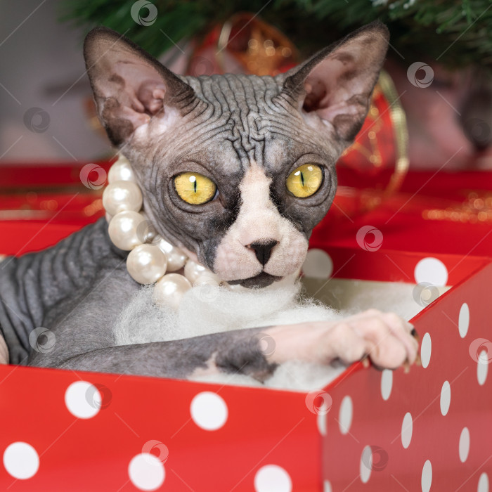 Скачать Милый кот сфинкс лежит в подарочной коробке в красный горошек под рождественской елкой и смотрит в камеру фотосток Ozero