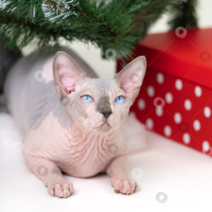 Скачать Безволосый кот Канадский сфинкс лежит под рождественской елкой, а под ним - подарочная коробка в красный горошек фотосток Ozero