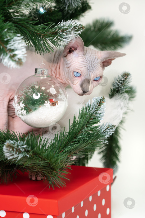 Скачать Кот сфинкс выглядывает из-под ветвей рождественской елки с подарочной коробкой в красный горошек под рождественской елкой фотосток Ozero