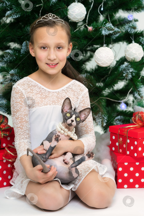 Скачать Кавказская девушка в белом платье держит на руках домашнюю кошку-сфинкса, сидящую возле рождественской елки с точечными подарочными коробками фотосток Ozero