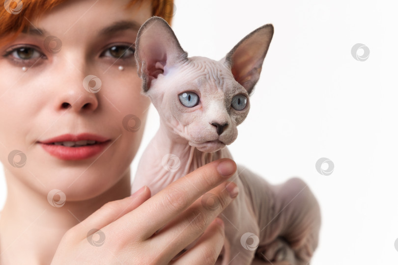 Скачать Крупный план безволосого кота сфинкса в руках молодой женщины. Студийный снимок на белом фоне фотосток Ozero