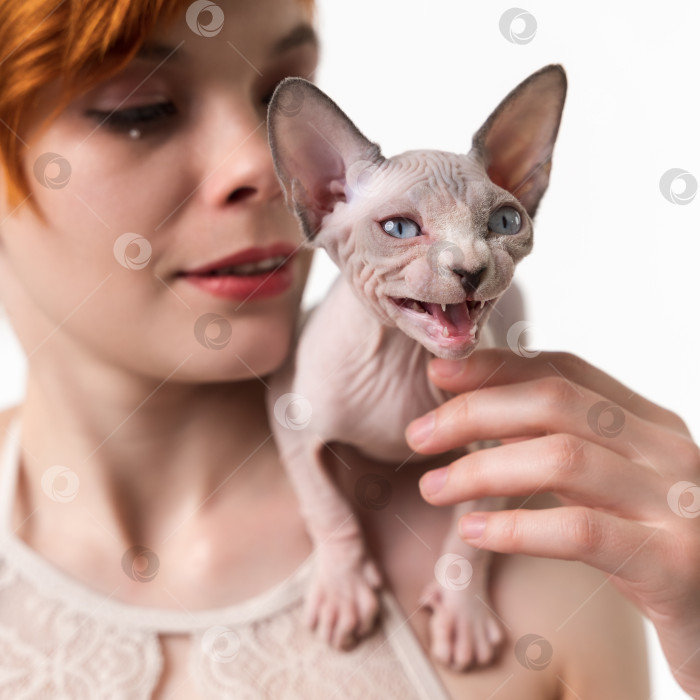 Скачать Безволосый котенок сфинкс мяукает, сидя на плече рыжеволосой молодой женщины. Вид крупным планом фотосток Ozero