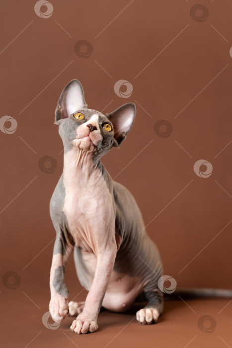 Скачать Симпатичный двухцветный котенок-сфинкс сидит на коричневом фоне, подняв переднюю лапу, внимательно глядя вверх фотосток Ozero