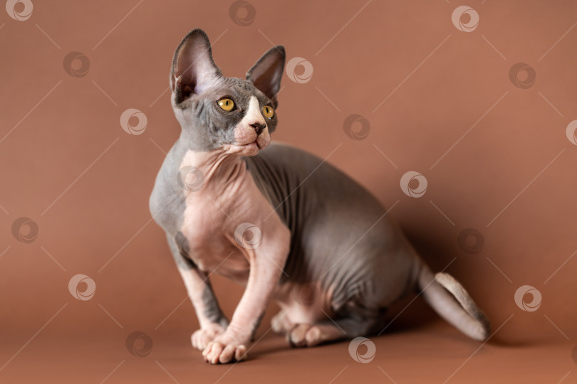Скачать Роскошный бело-голубой кот-сфинкс сидит в напряженной позе на коричневом фоне и смотрит в сторону фотосток Ozero