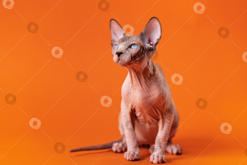 Скачать Очаровательный молодой двухцветный кот породы канадский сфинкс сидит на оранжевом фоне и смотрит вверх фотосток Ozero