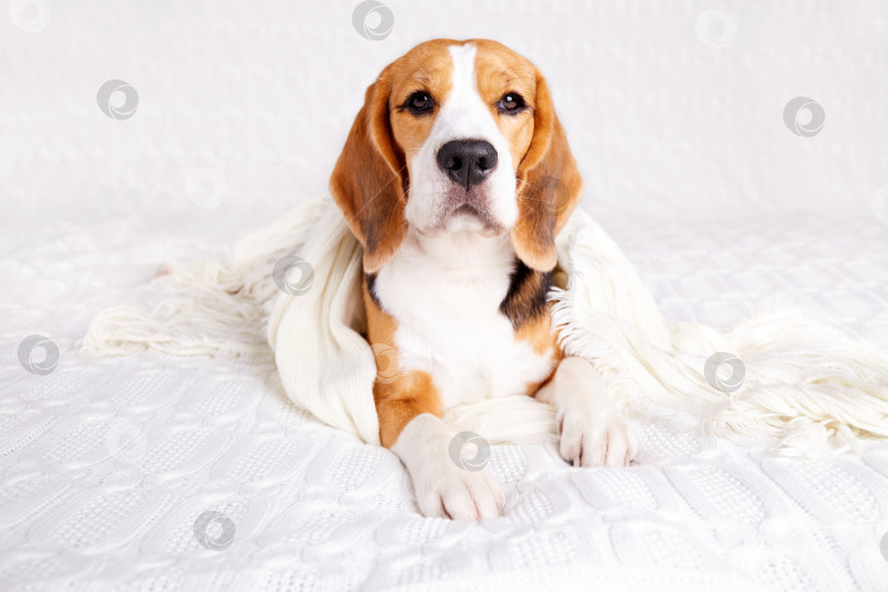 Скачать Симпатичная собачка бигль лежит на диване, укрытая белым вязаным пледом. фотосток Ozero