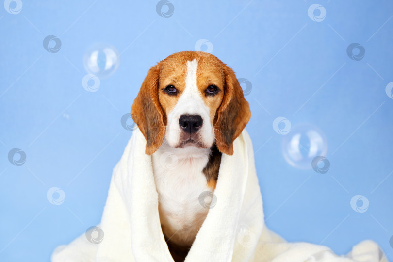 Скачать Собака породы бигль в белом полотенце после купания на синем изолированном фоне. фотосток Ozero