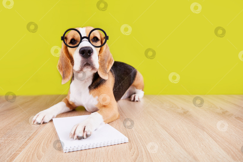 Скачать Обратно в школу. Собака породы бигль в круглых очках лежит на письменном столе фотосток Ozero