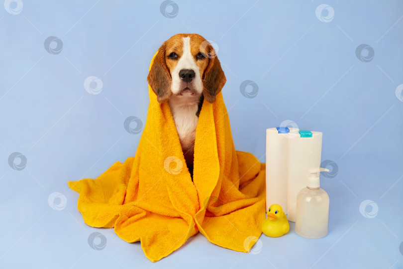 Скачать Мокрая собака породы бигль в желтом полотенце после купания на синем изолированном фоне. фотосток Ozero