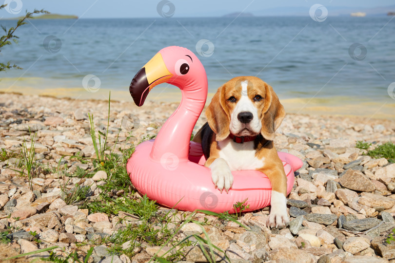 Скачать Собака породы бигль в плавучем кольце лежит на галечном пляже. фотосток Ozero