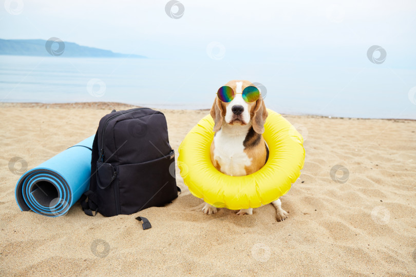 Скачать Собака породы бигль сидит на песчаном пляже у моря. фотосток Ozero