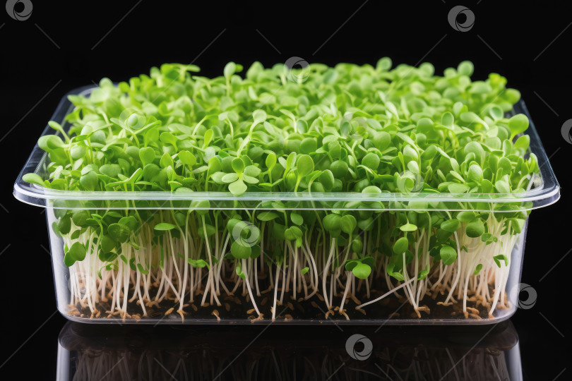 Скачать Молодые ростки микрозеленых растений в прозрачной коробке на черном фоне. Изолированный фотосток Ozero
