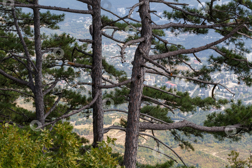 Скачать Сосны на скалах вдоль Узенбашской тропы. фотосток Ozero