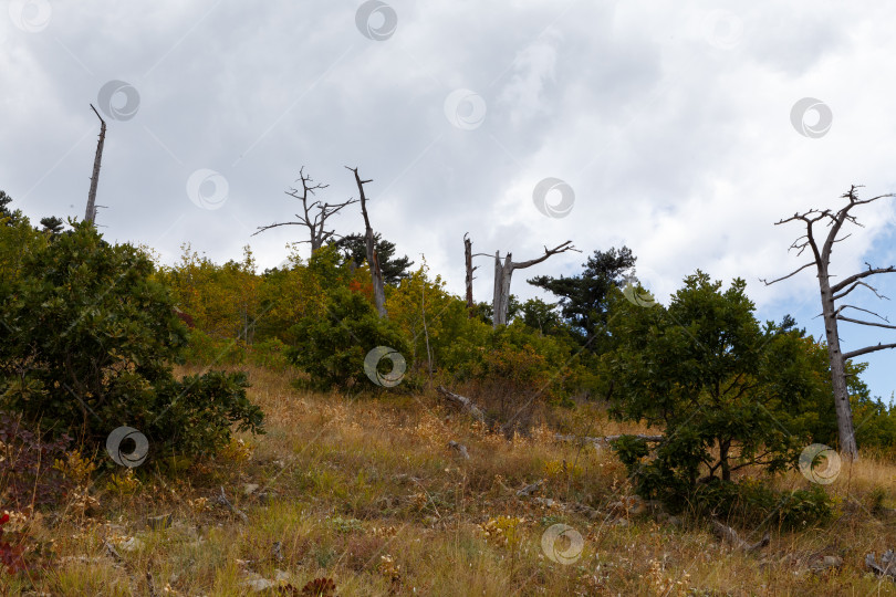 Скачать Сгоревший лес при подъеме на хребет Иограф по Узенбашской тропе. фотосток Ozero