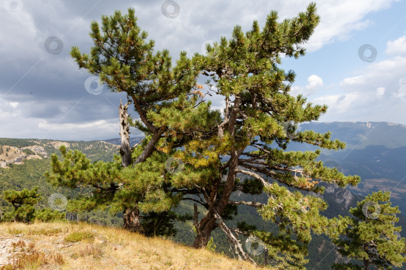 Скачать Сосны на скалах вдоль Узенбашской тропы. фотосток Ozero