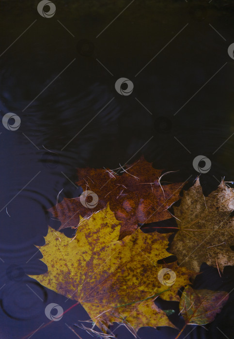 Скачать Желтые осенние листья клена на воде под дождем фотосток Ozero