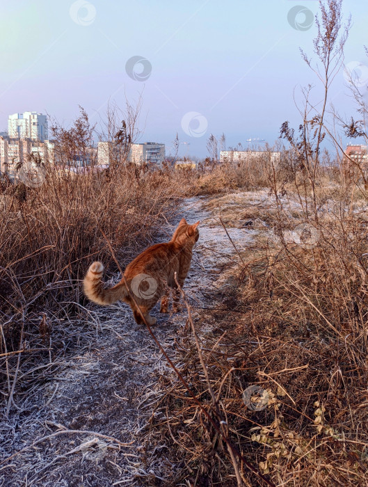 Скачать Рыжий городской кот на тропинке зимним утром фотосток Ozero