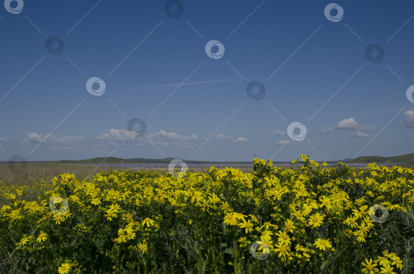 Скачать Поле желтых, полевых цветов на фоне ясного, голубого неба фотосток Ozero