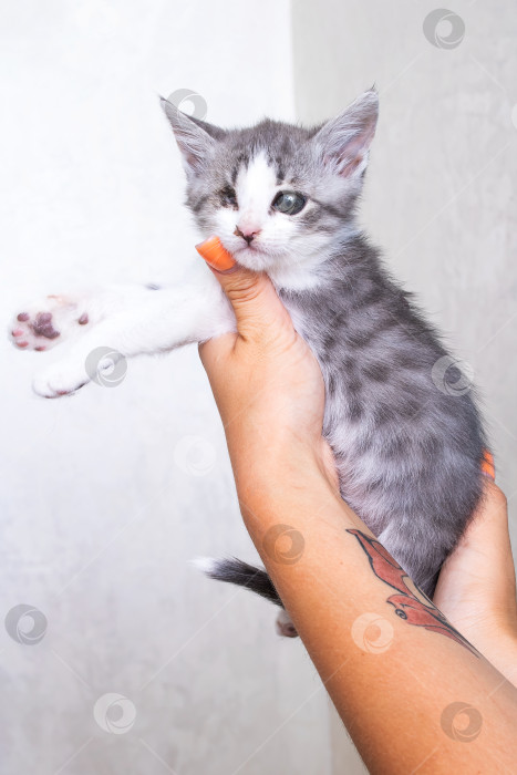 Скачать Маленький серый котенок в его руках на сером фоне фотосток Ozero