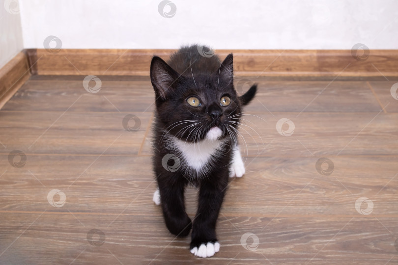 Скачать Маленький черный котенок сидит на полу фотосток Ozero