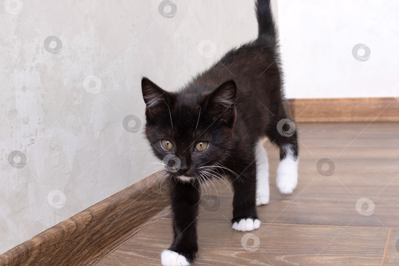 Скачать Маленький черный котенок сидит на полу фотосток Ozero