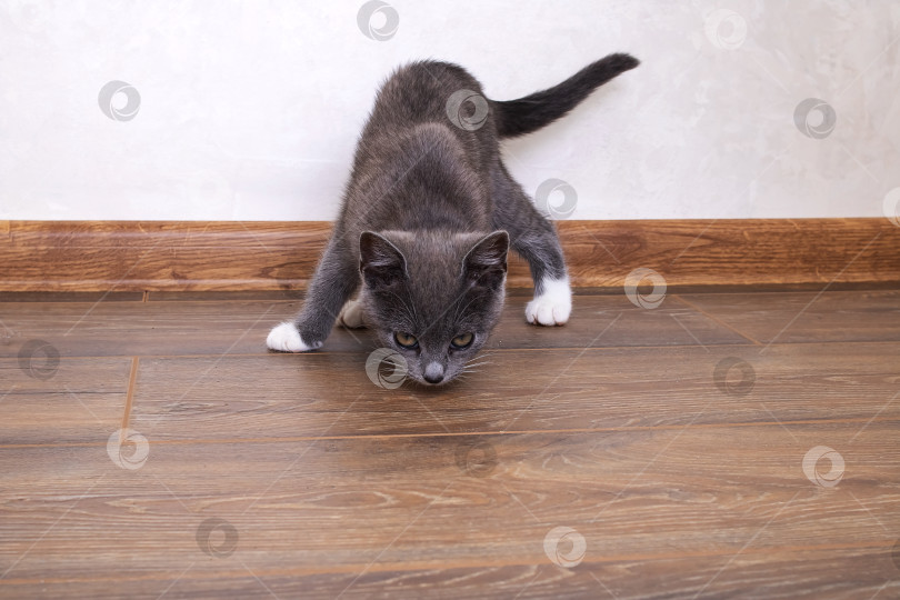 Скачать Серый котенок ходит по деревянному полу фотосток Ozero