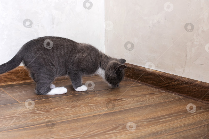 Скачать Серый котенок ходит по деревянному полу фотосток Ozero