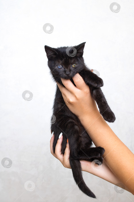 Скачать Маленький черный котенок в его руках на сером фоне фотосток Ozero