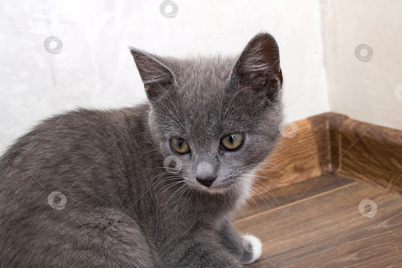 Скачать Домашний портрет маленького серого котенка крупным планом фотосток Ozero