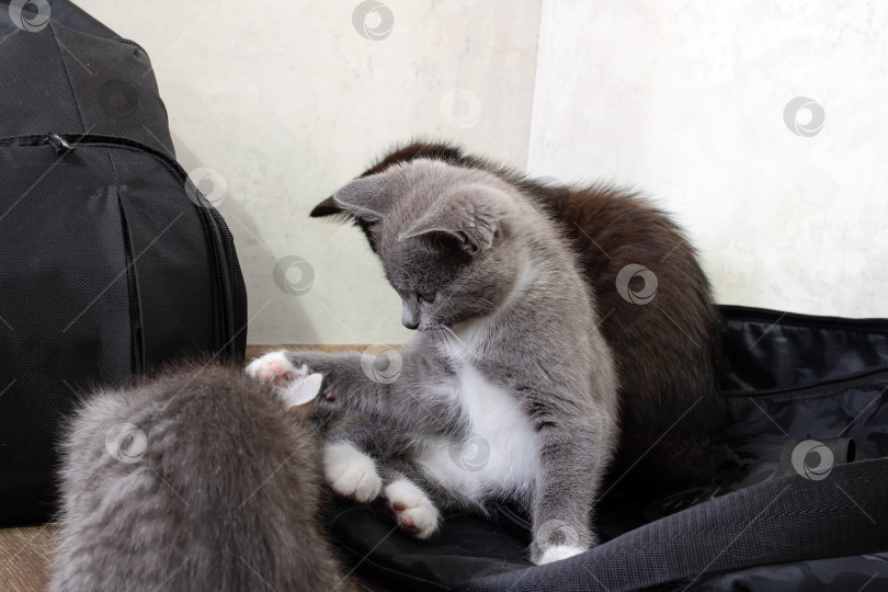 Скачать Котенок нападает на другого котенка в комнате фотосток Ozero