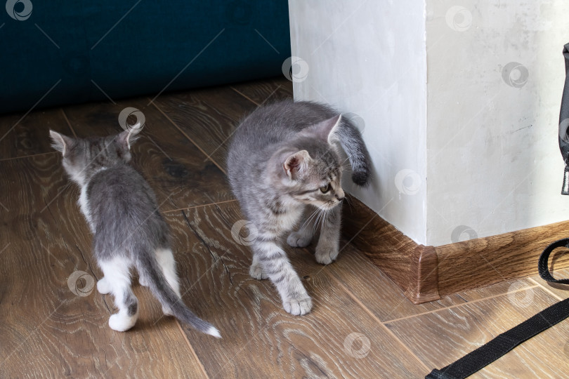 Скачать Котенок нападает на другого котенка в комнате фотосток Ozero