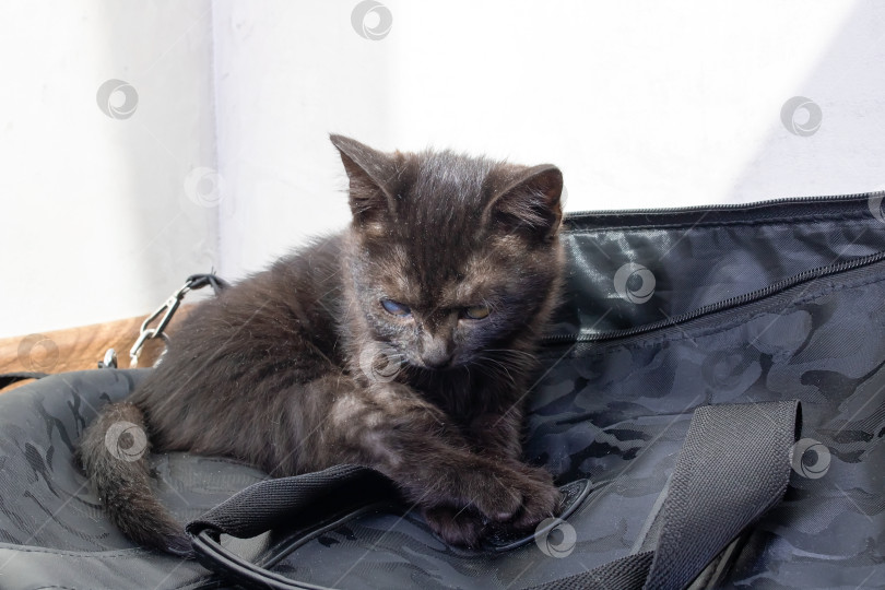 Скачать Черный котенок сидит на полу с рюкзаком фотосток Ozero