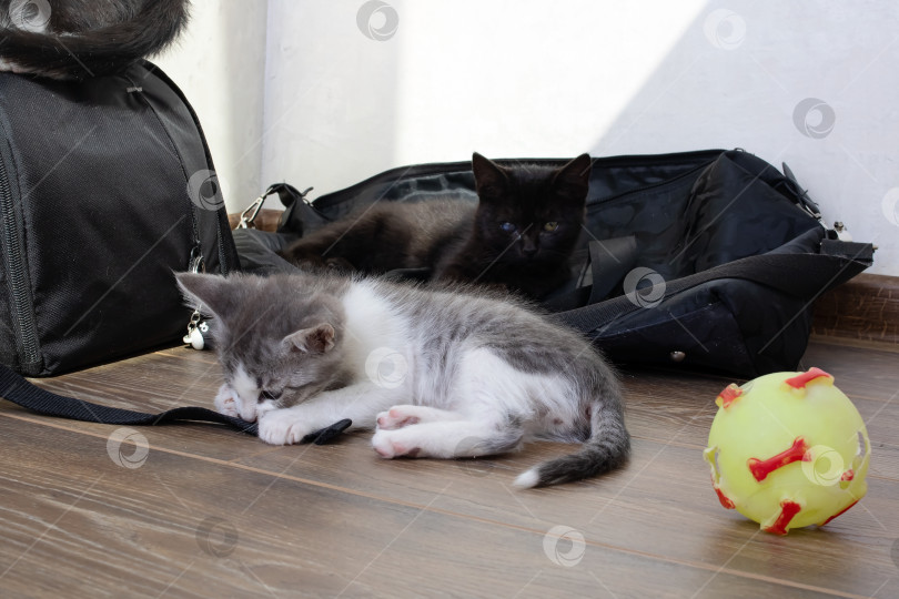 Скачать Черный котенок сидит на полу с рюкзаком фотосток Ozero