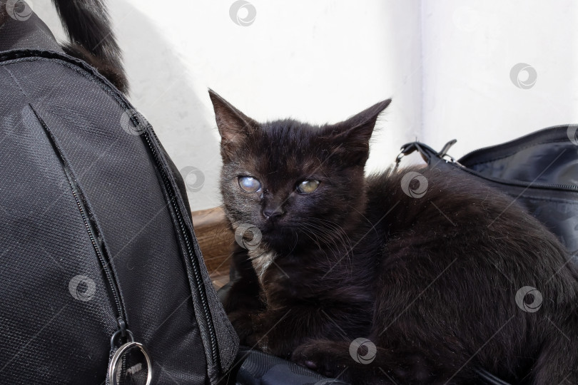 Скачать Маленький черный котенок с воспаленным глазом сидит на полу фотосток Ozero