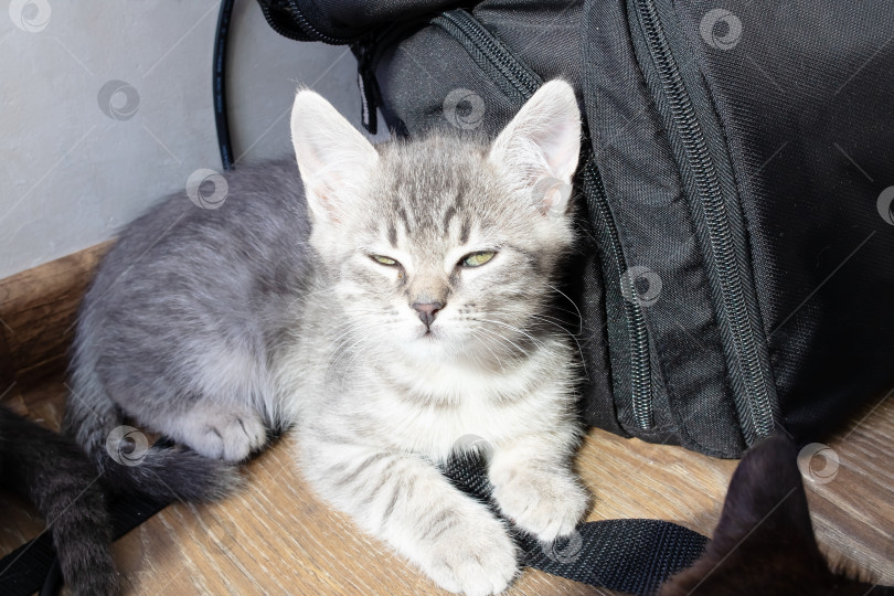 Скачать Серый котенок греется на солнышке в комнате фотосток Ozero