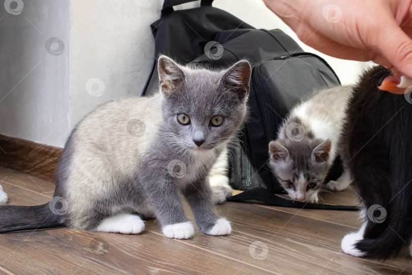 Скачать Серый котенок сидит на полу с рюкзаком фотосток Ozero
