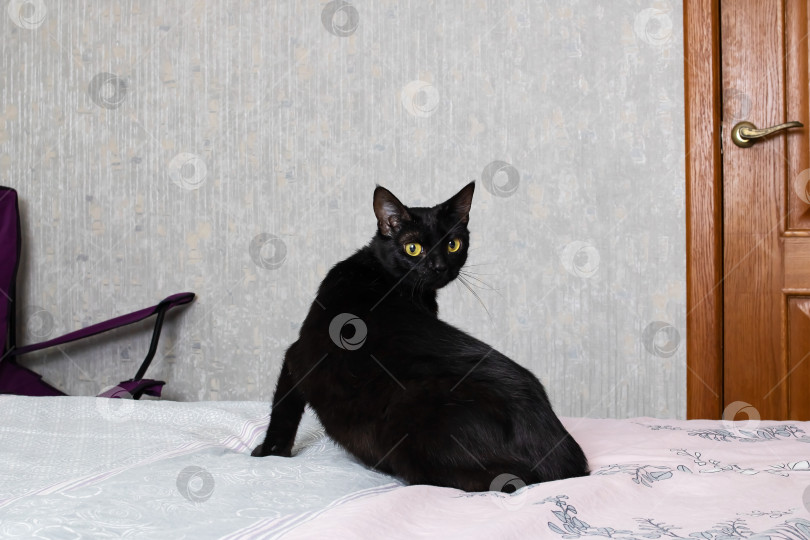 Скачать Черная кошка, лежащая на кровати крупным планом фотосток Ozero