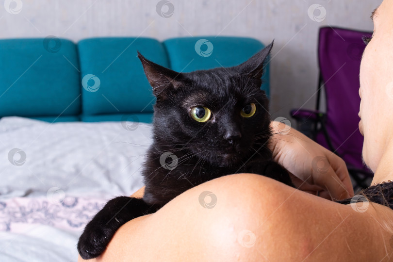 Скачать Черная кошка на плече у девушки фотосток Ozero