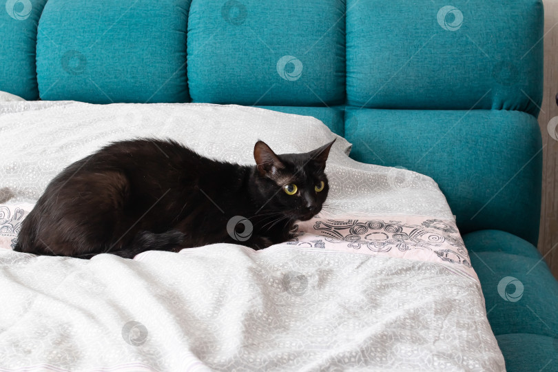 Скачать Черная кошка, лежащая на кровати крупным планом фотосток Ozero
