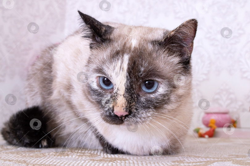 Скачать Серая кошка с ярко-голубыми глазами, портрет крупным планом фотосток Ozero