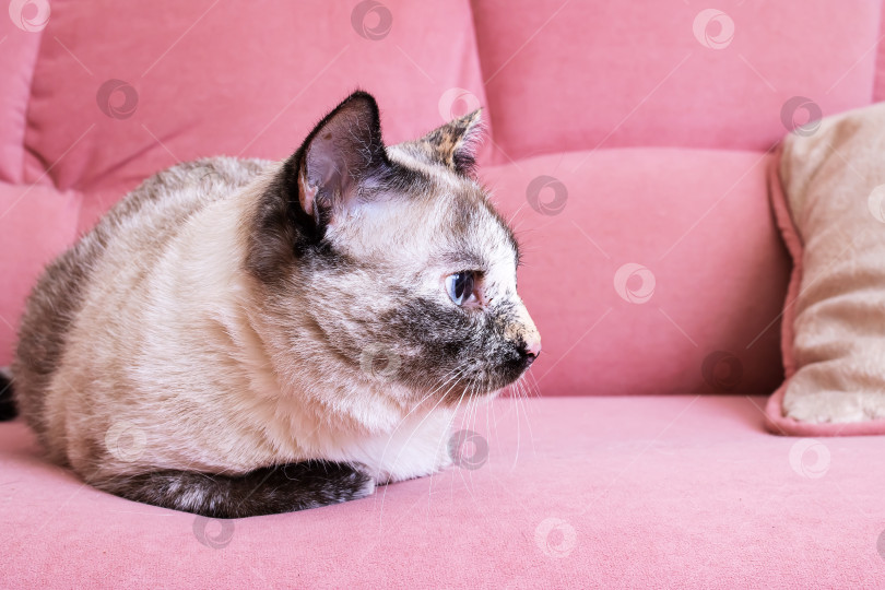 Скачать Белая кошка, лежащая на розовом диване фотосток Ozero
