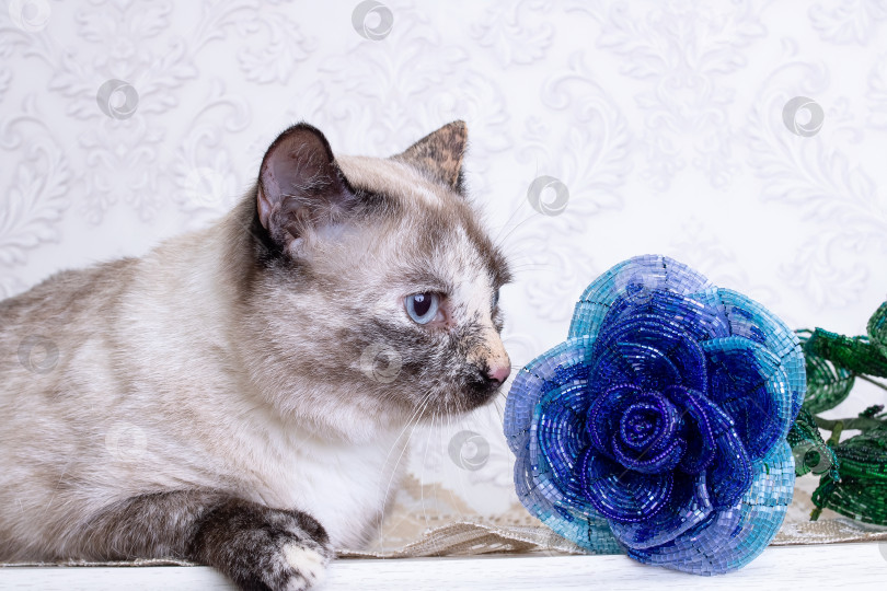 Скачать Красивая серая кошка нюхает голубой цветок фотосток Ozero