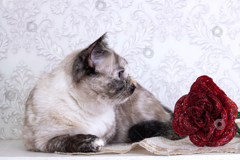 Скачать Красивая серая кошка нюхает красный цветок фотосток Ozero